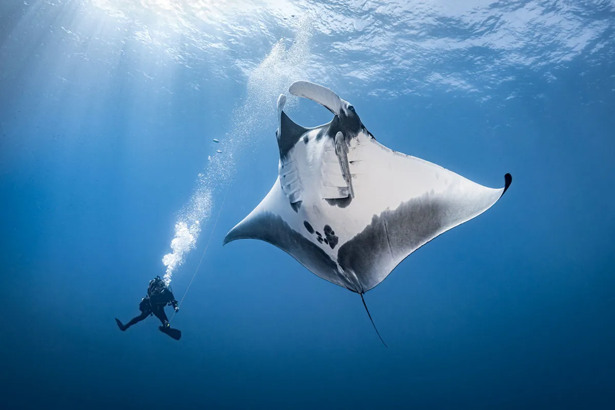 Scuba diver watching a manta ray glide overhead