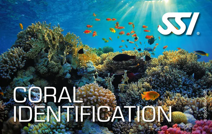 Hard and soft coral formations on an Andaman Sea reef — SSI Coral Identification specialty