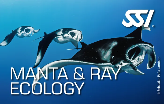 Manta ray gliding over an Andaman Sea reef during an SSI Manta Ray Ecology specialty course at Dive Syndicate
