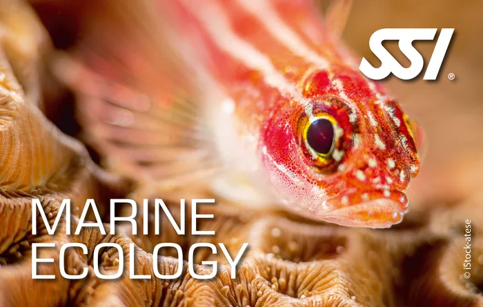 Diver studying marine life during an SSI Marine Ecology specialty course on an Andaman Sea reef in Thailand