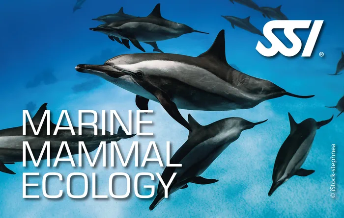 Spinner dolphins in the Indian Ocean near Khao Lak — SSI Marine Mammal Ecology specialty