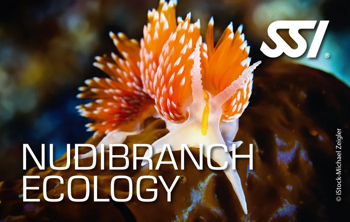 Colourful nudibranch on a coral reef in Thailand — SSI Nudibranch Ecology specialty