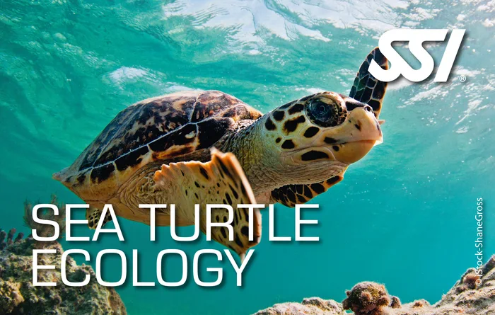 Green sea turtle resting on a coral reef in Thailand — SSI Sea Turtle Ecology specialty