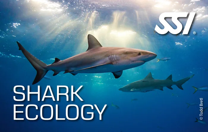 Shark ecology imagery representing reef life in Thailand