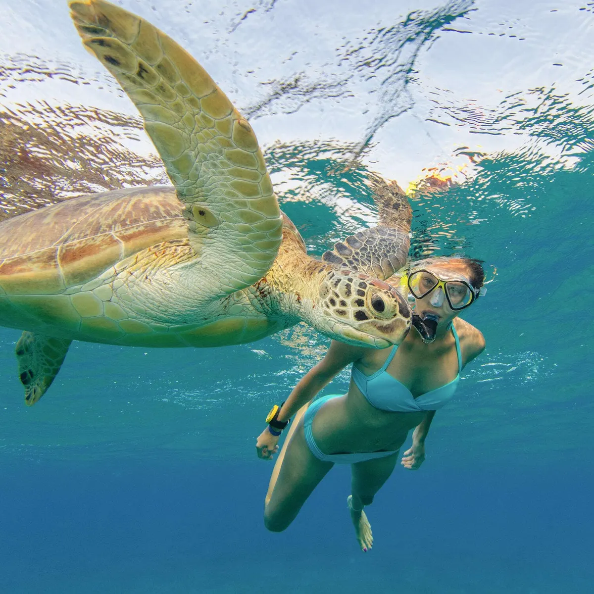 Snorkeler observing a sea turtle at the Surin Islands