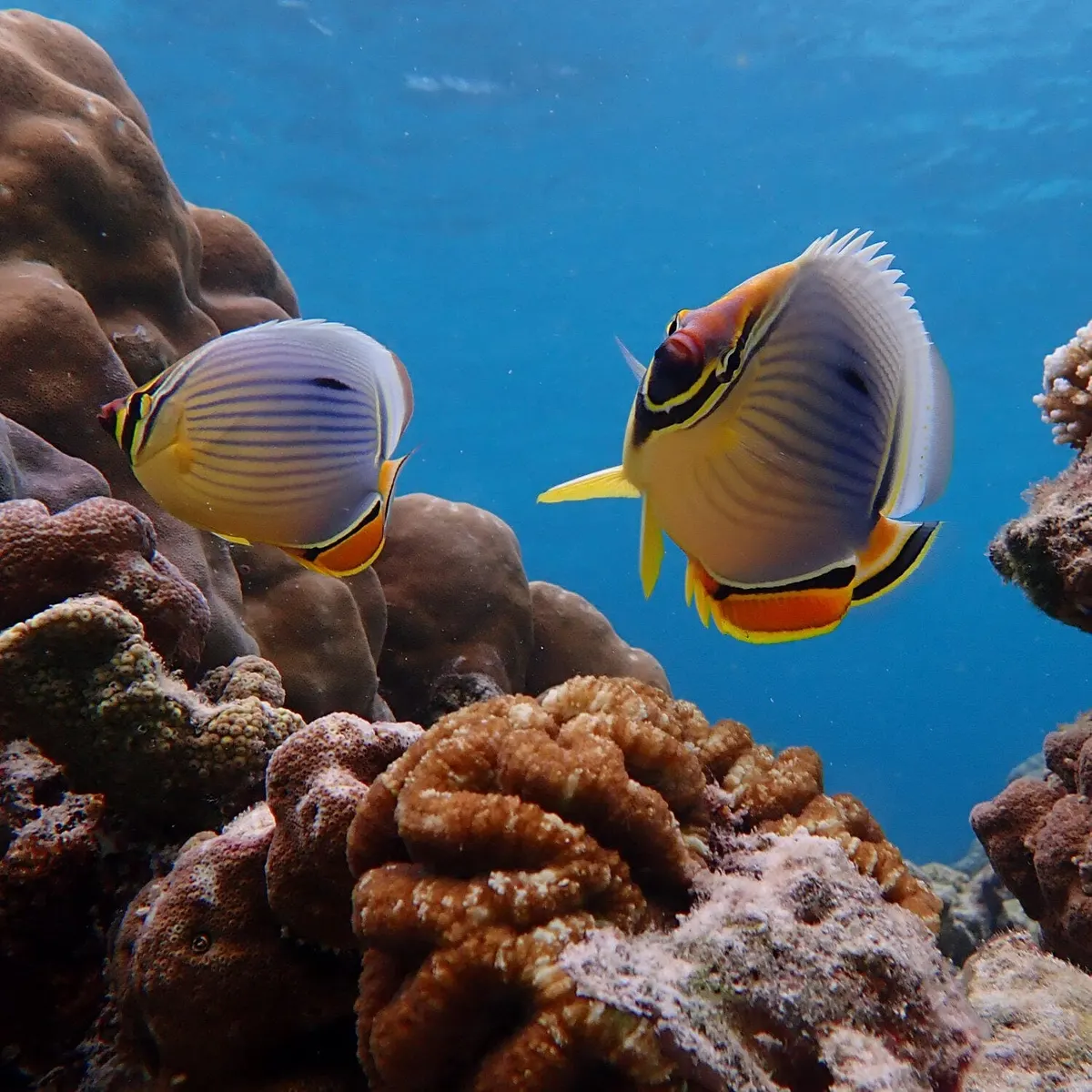 Colorful butterflyfish above coral at Surin