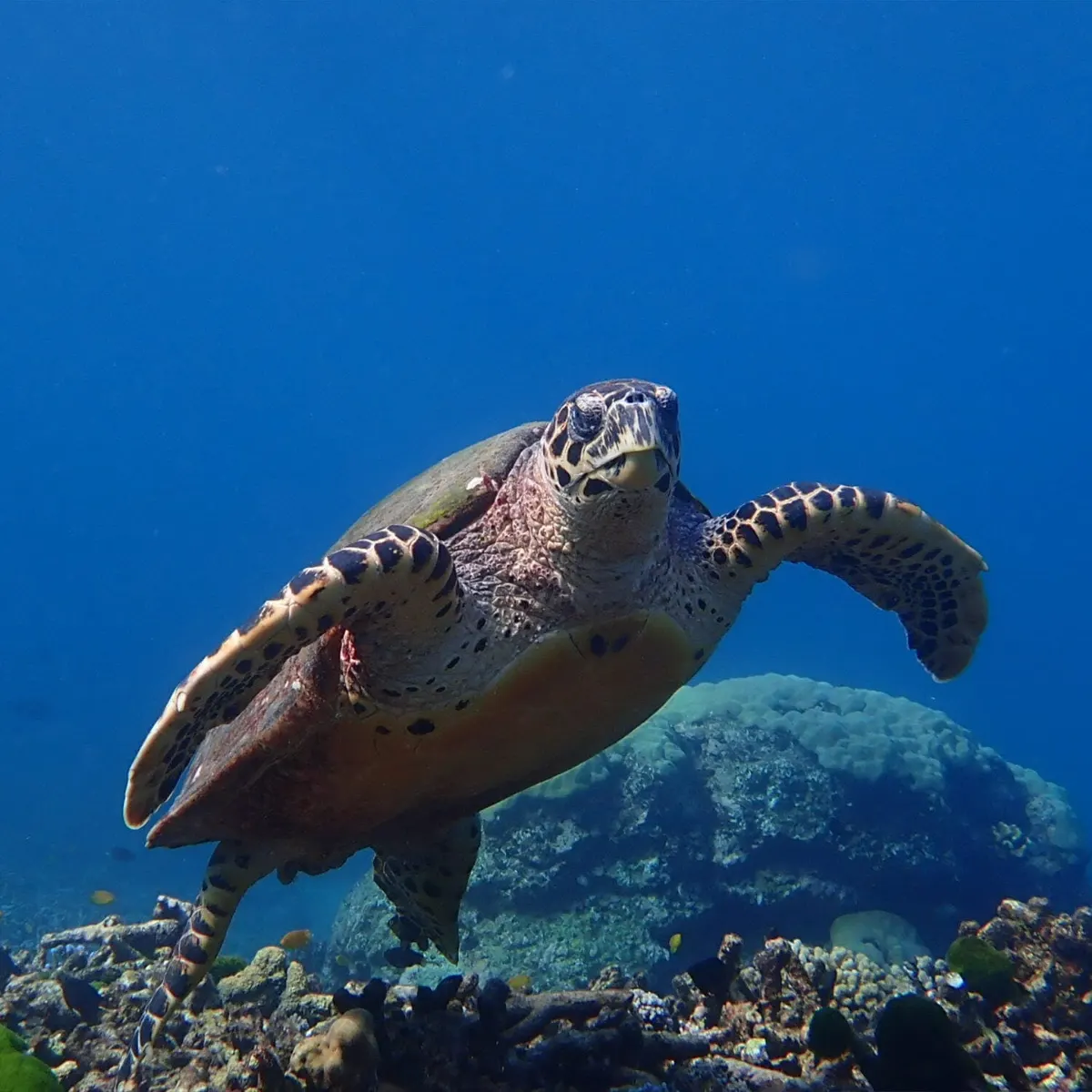 Sea turtle swimming above a Surin reef